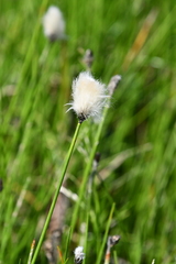 Eriophorum scheuchzeri