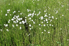 Eriophorum scheuchzeri