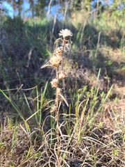 Liatris squarrosa