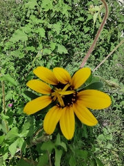 Tithonia tubaeformis