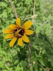 Tithonia tubaeformis