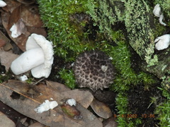 Strobilomyces strobilaceus image
