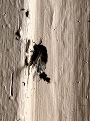 Thyridopteryx ephemeraeformis