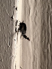 Thyridopteryx ephemeraeformis