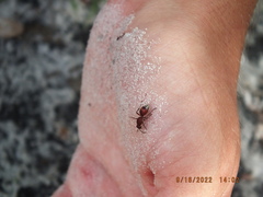 Dasymutilla ursus