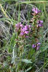 Pedicularis sudetica interioroides
