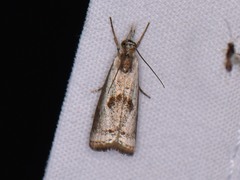 Microcrambus croesus