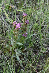 Pedicularis sudetica interioroides