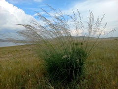 Stipa splendens