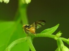 Procecidocharoides penelope