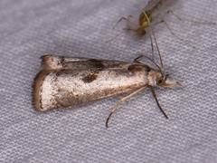 Microcrambus croesus