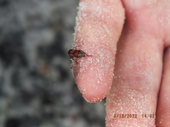 Dasymutilla ursus