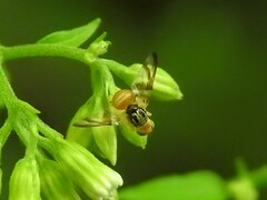 Procecidocharoides penelope