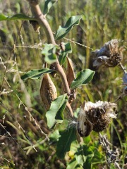 Asclepias viridiflora