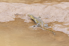 Varanus niloticus
