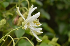 Passiflora mucronata