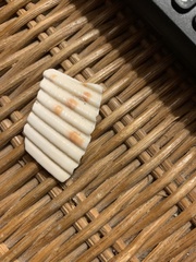 Dinocardium robustum