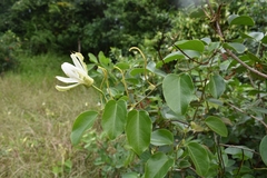 Passiflora mucronata
