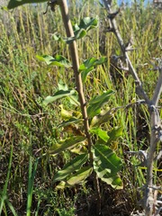 Asclepias viridiflora