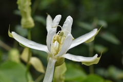 Passiflora mucronata