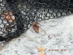 Dasymutilla ursus