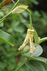 Passiflora mucronata