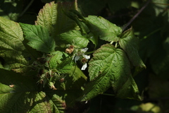 Rubus × idaeoides
