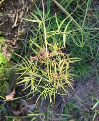 Cenolophium denudatum