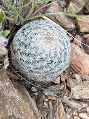 Mammillaria lasiacantha