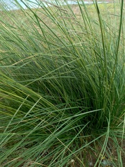 Stipa splendens