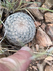 Mammillaria lasiacantha