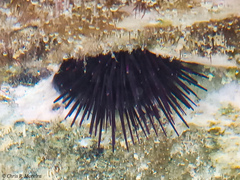 Echinometridae