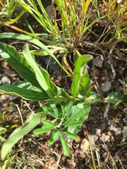 Asclepias viridis