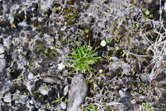 Sagina saginoides