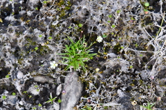Sagina saginoides