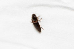 Elateridae