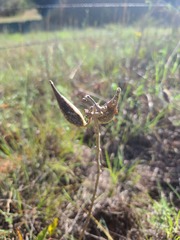 Asclepias viridiflora