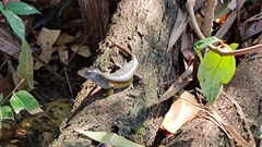 Eutropis multifasciata