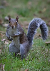 Sciurus carolinensis