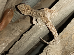 Phyllodactylus reissii