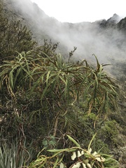 Oreopanax thaumasiophyllus