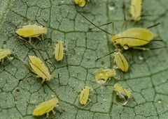 Illinoia liriodendri