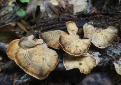 Microporellus