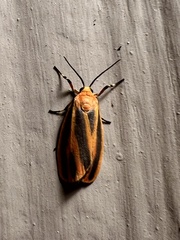 Hypoprepia miniata