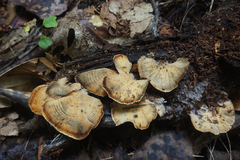 Microporellus
