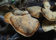 Microporellus