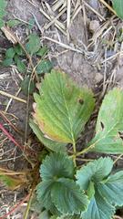 Fragaria × ananassa