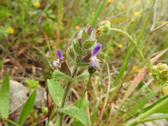 Salvia viridis