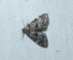 Elophila obliteralis