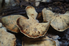 Microporellus
